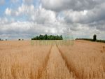 Фартуки