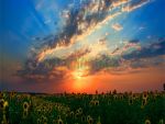 Фартуки